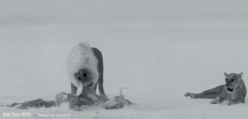 Thermal imaging camera gets the lion's share of wildlife at night