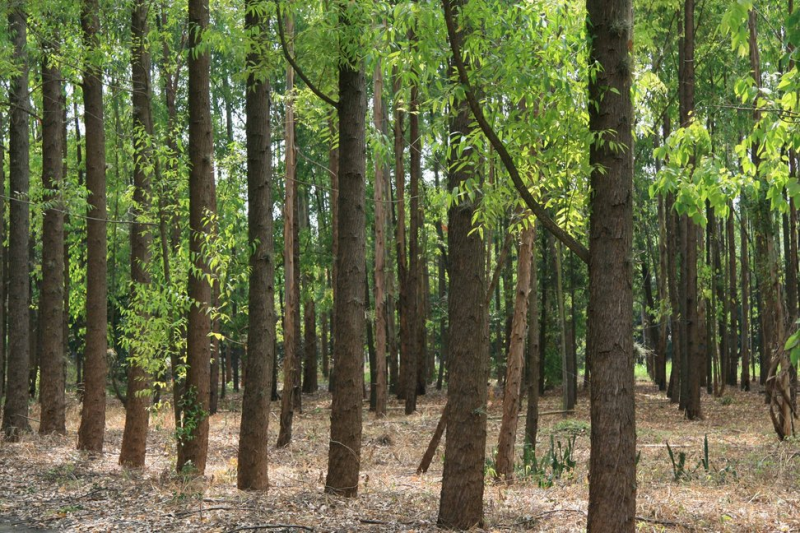 rsz smurfit kappa sustainable forest in colombia Smurfitt Kappa demonstrates sustainability leadership Euronext Vigeo Eiris listing for sixth consecutive year