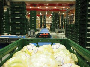 Fresh produce on conveyor Automation helps Mercadona get fresh produce from field to store within 24 hours