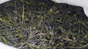 Seaweed Sustainability at Silverson Machines
